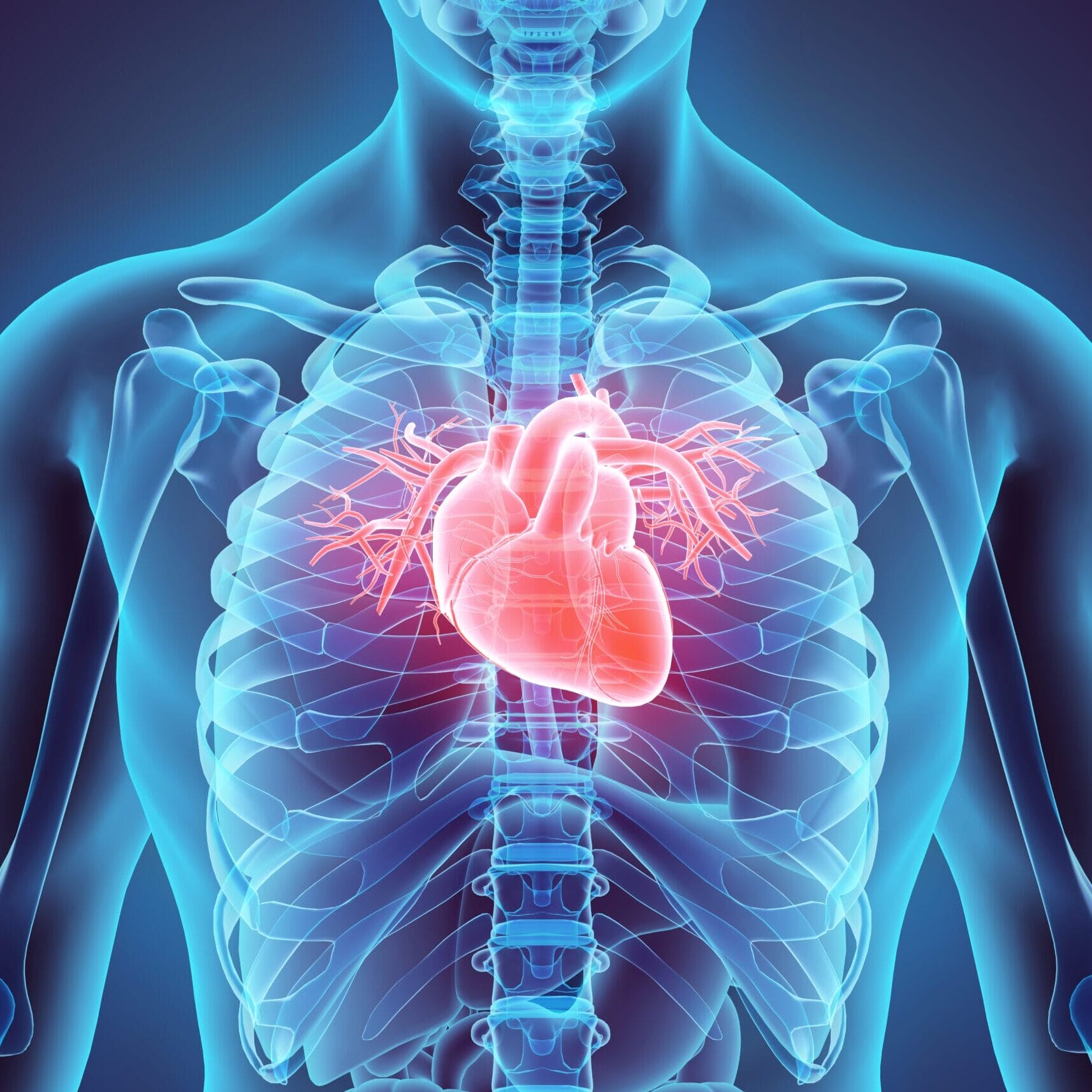 3d Illustration Of Heart, Medical Concept.